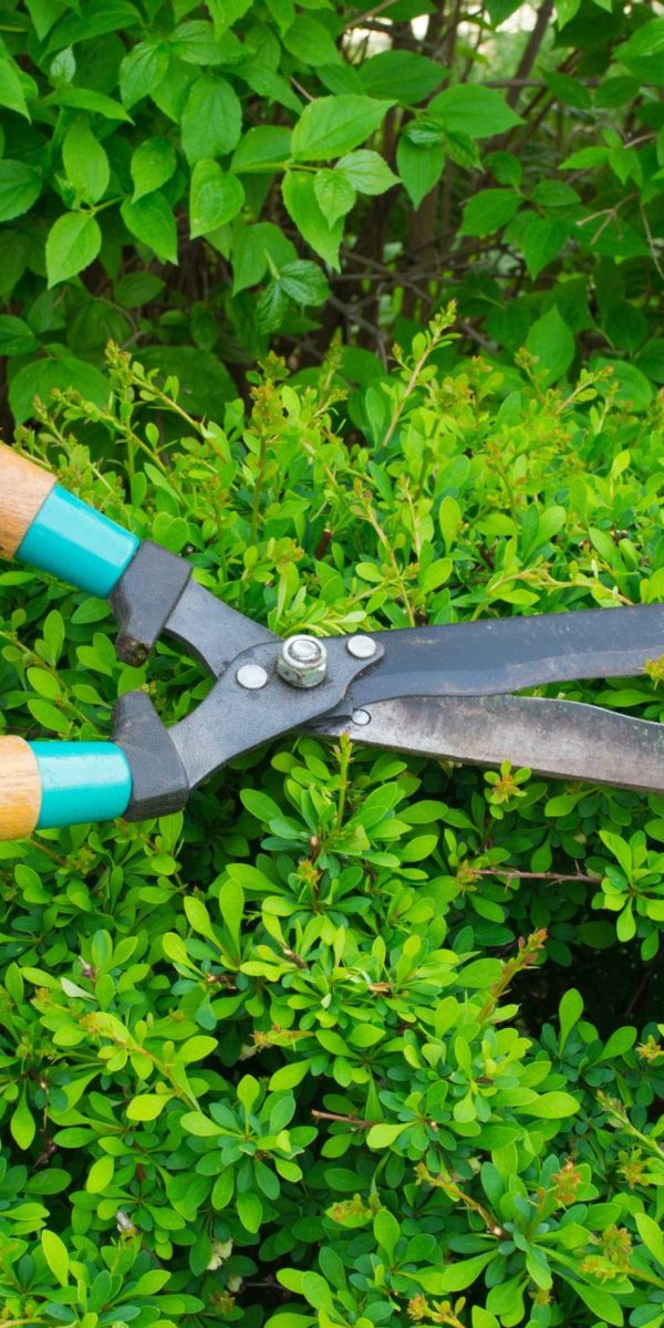 pruning plants1