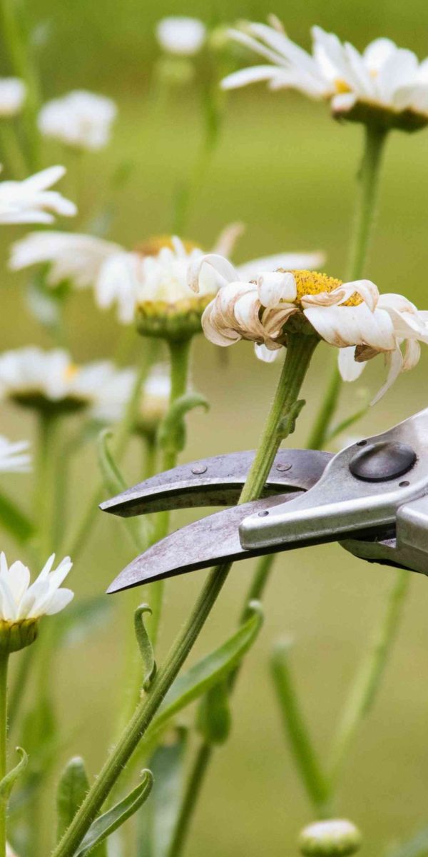 pruning plants2